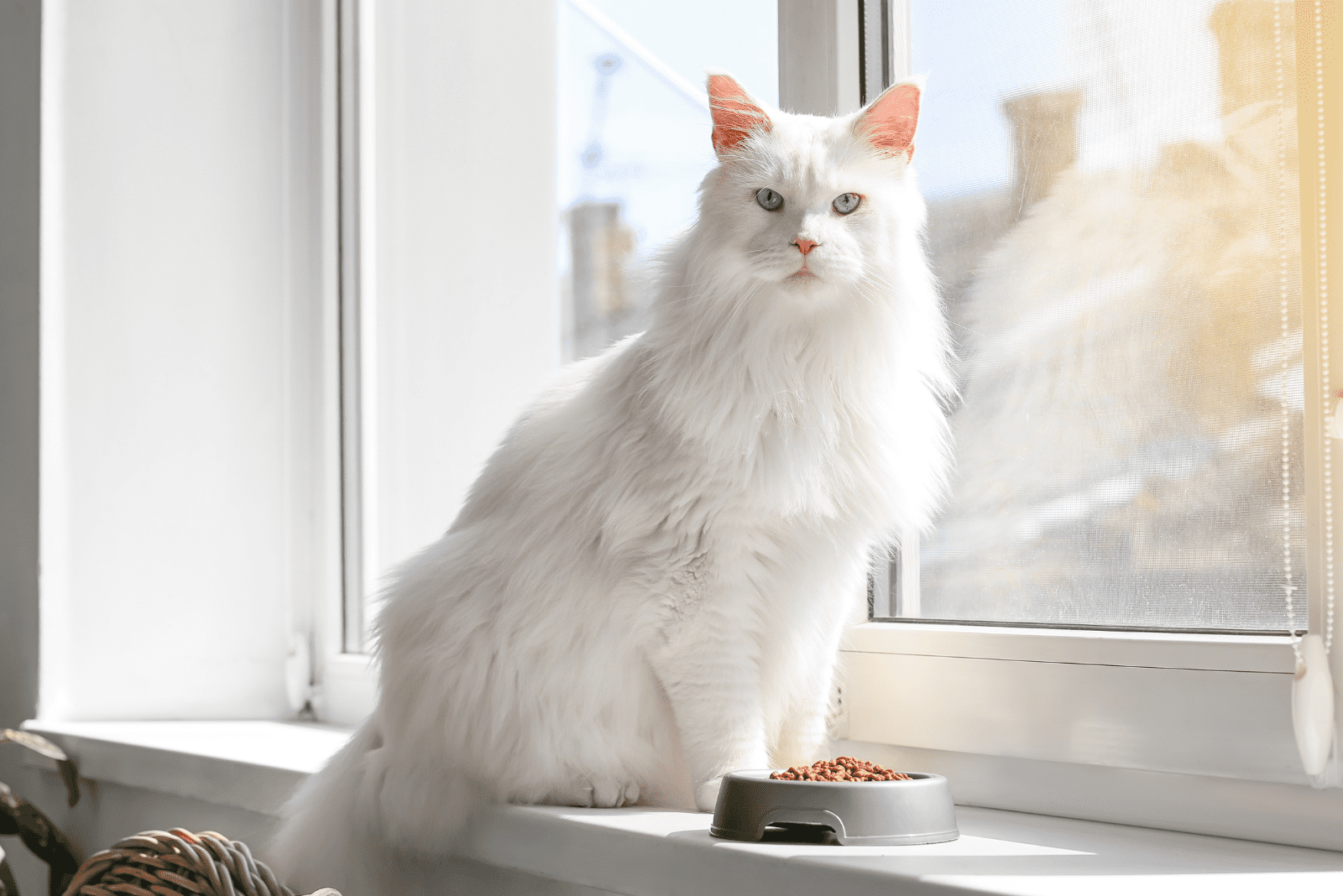 Maine Coon sitting by the window