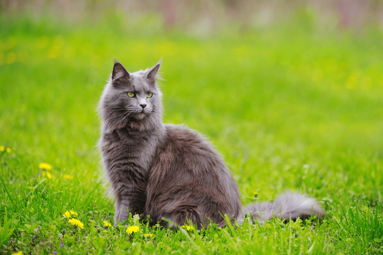 Maine Coon sitting on the grass