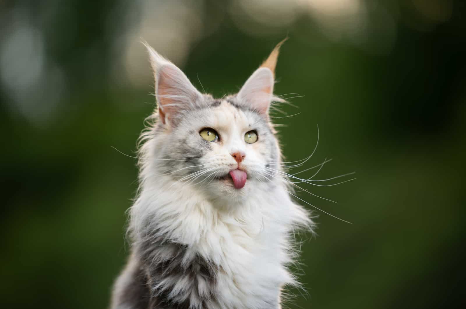 Maine Coon sitting outside