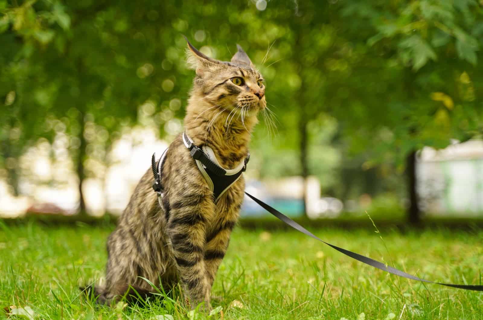 Maine Coon sitting outside