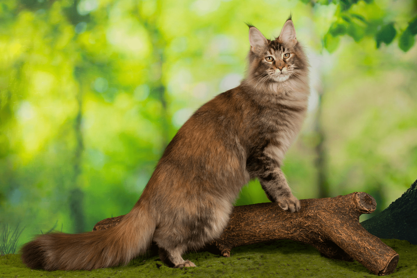 Maine Coon standing on a tree