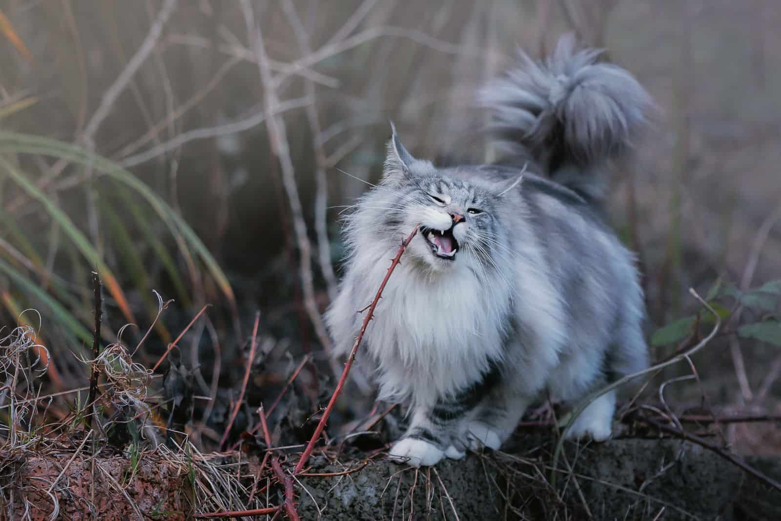 Maine Coon stands on the wall and meows