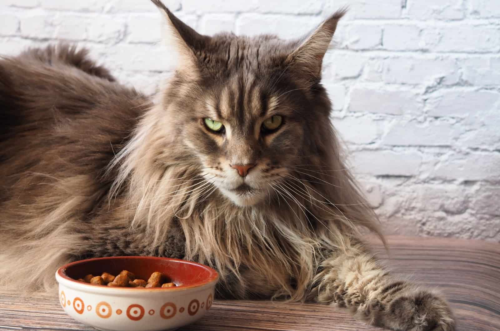 Maine Coon with bowl full of food