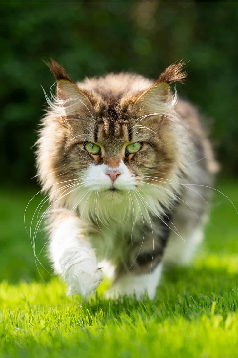 Maine Coon