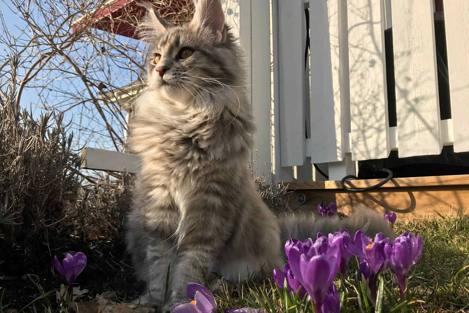 Maine coon and purple crocus in spring