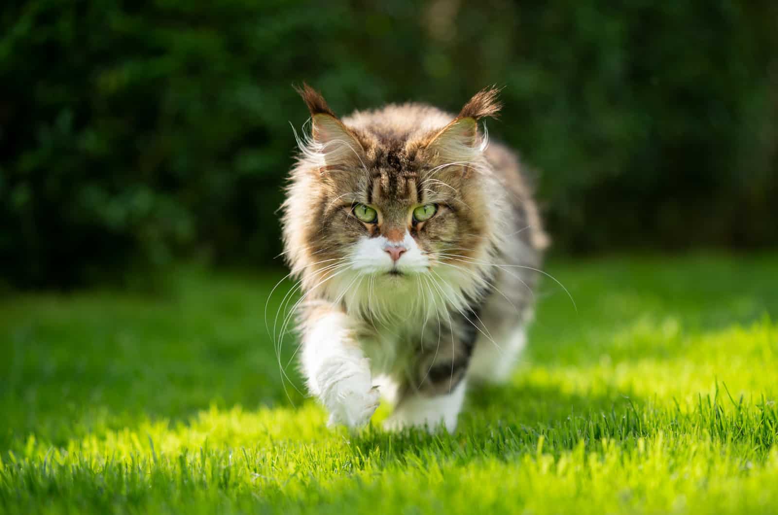 Maine coon cat