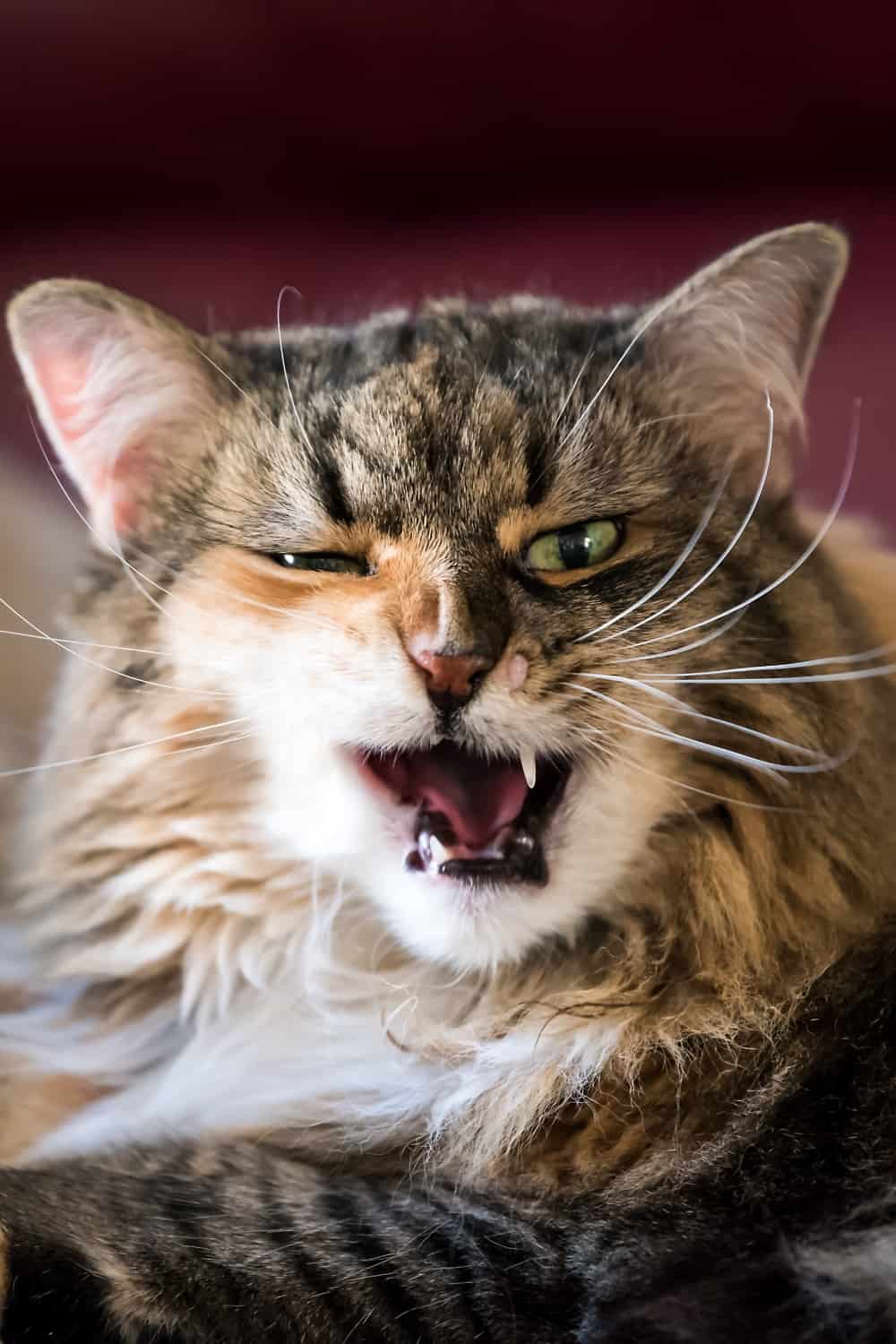 Maine coon hissing