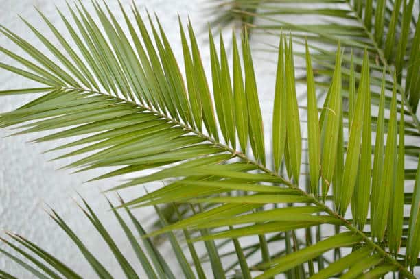 leaves of majesty palm houseplant