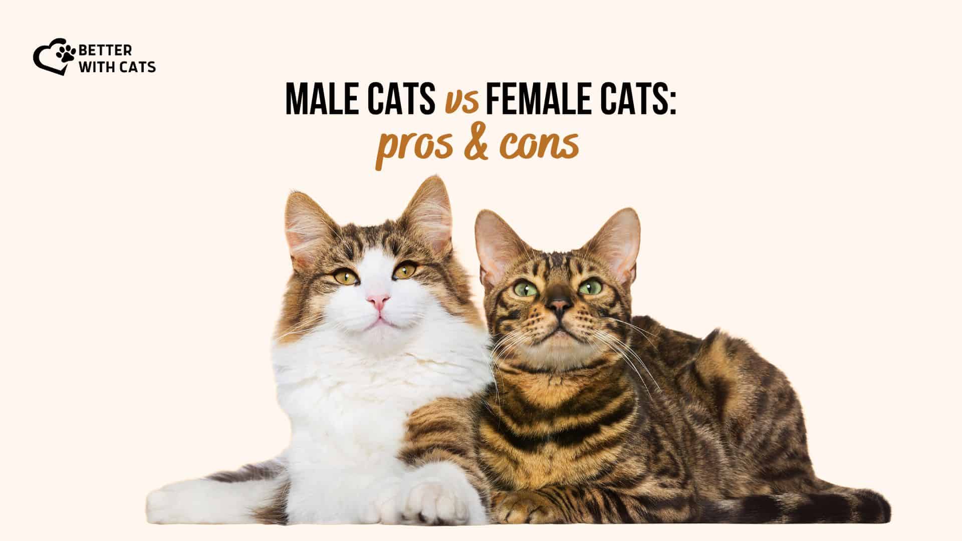 male cats vs female cats