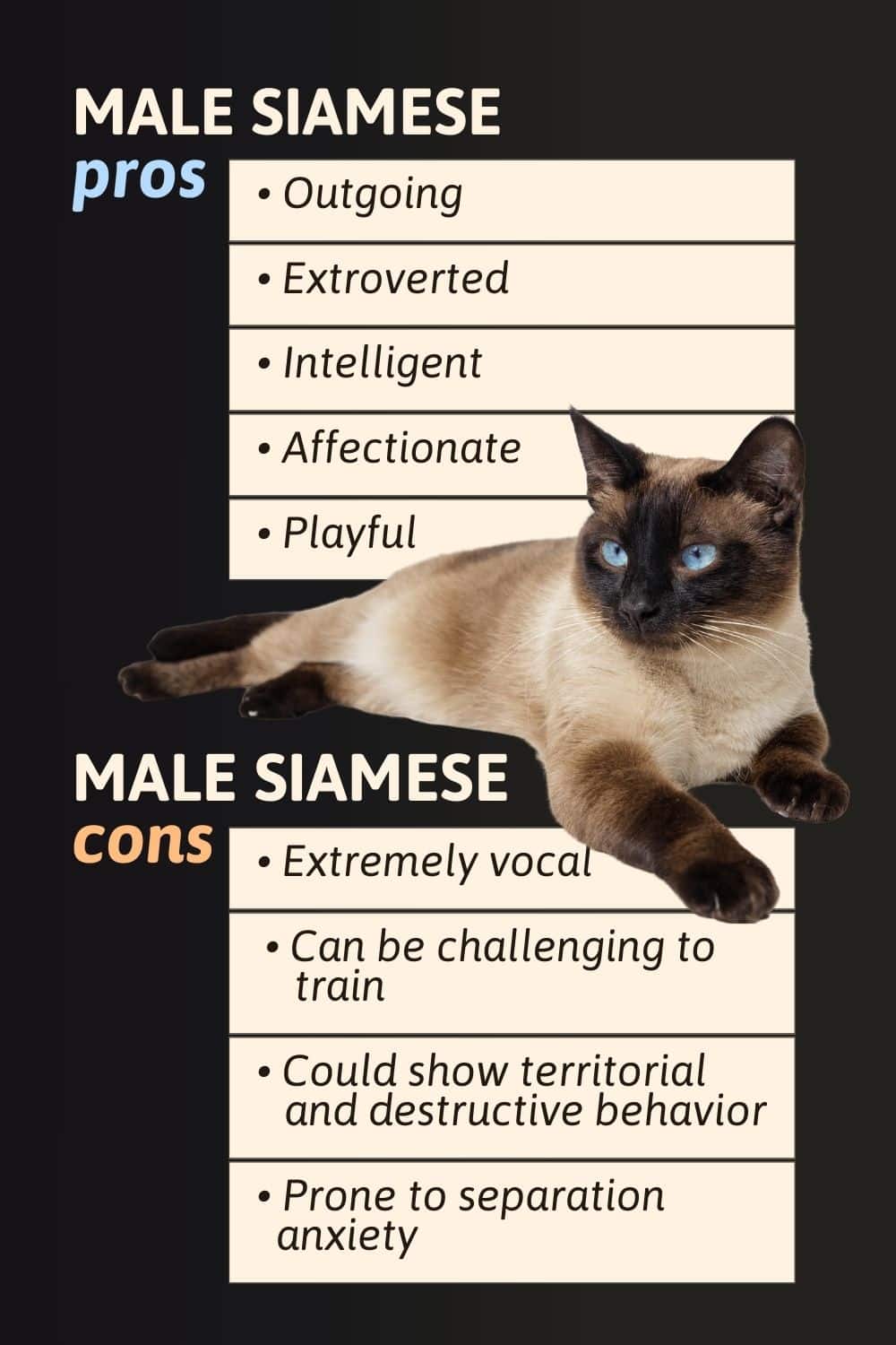 Male Siamese Pros Male Siamese Cons