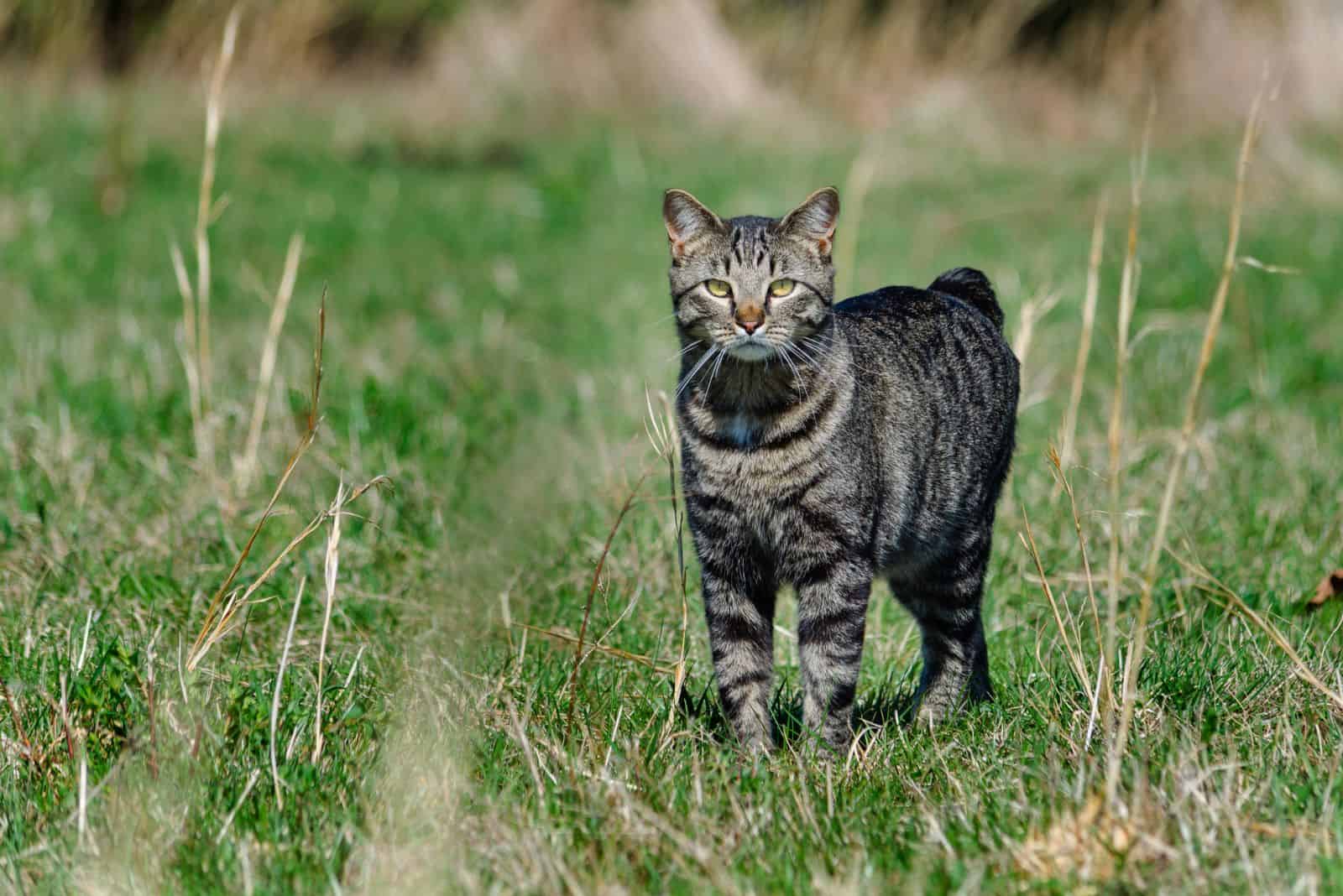 Manx Cat