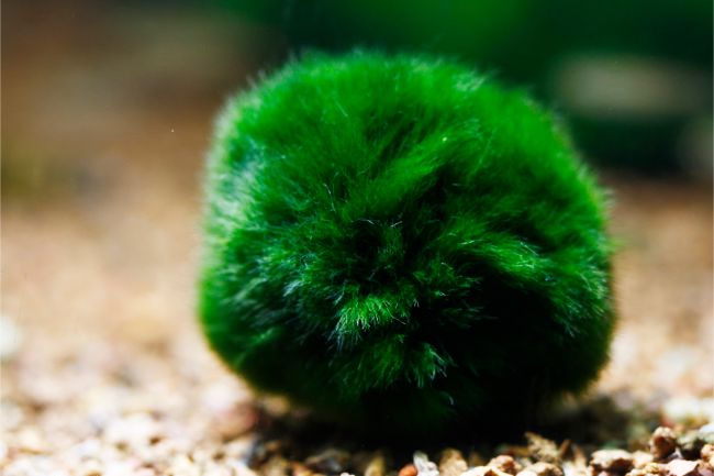 Marimo Moss Ball Aegagropila linnaei