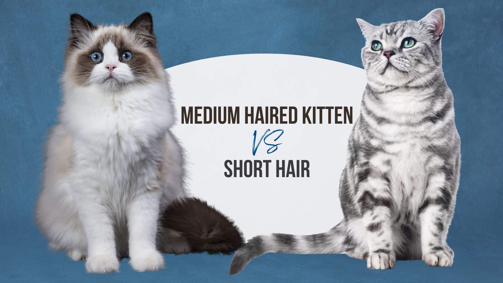 Medium Haired Kitten Vs Short Hair