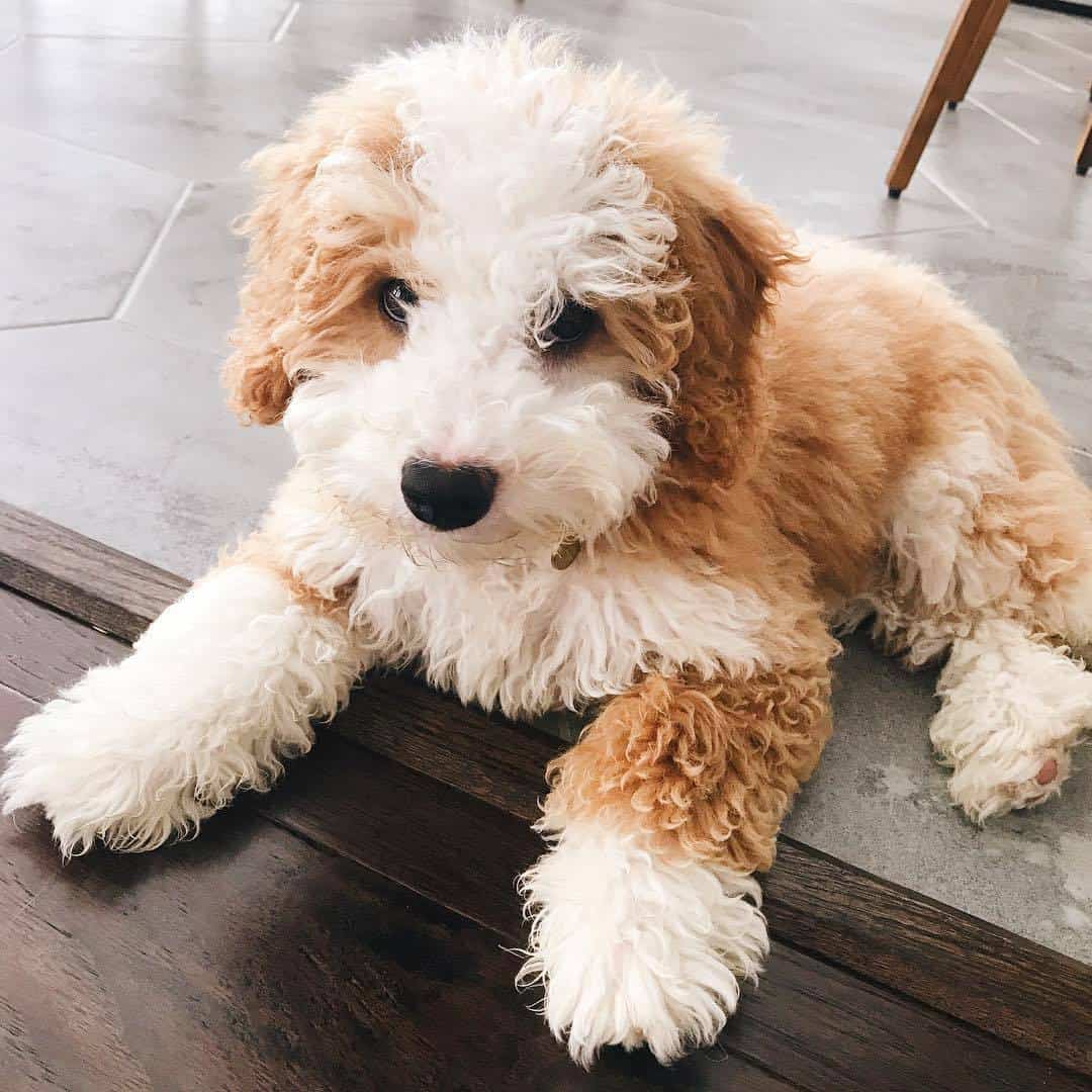 Fawn and white mini Bernedoodle relaxing at home