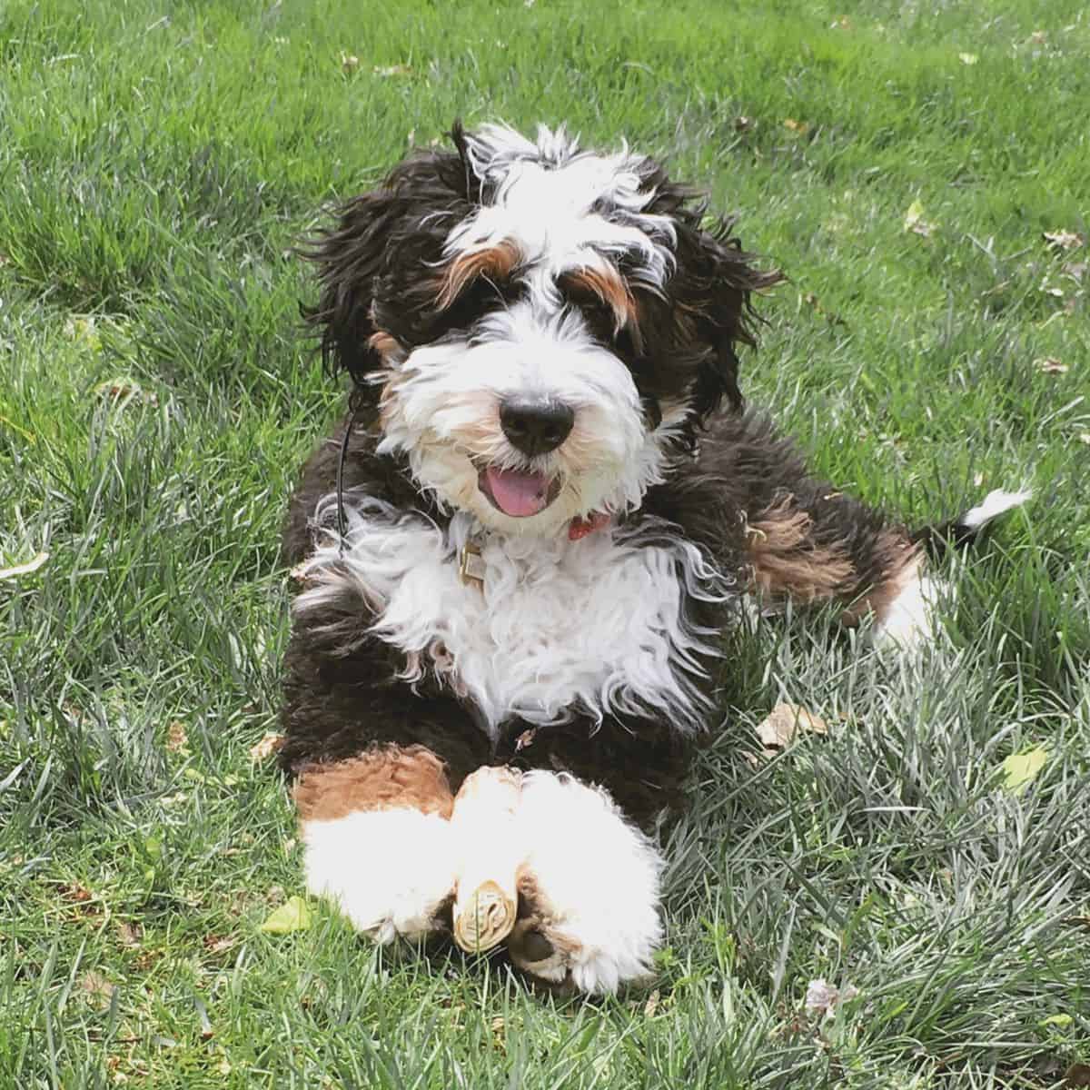 Meet The Mini Bernedoodle And Its Polar Opposite Parents Homeowner