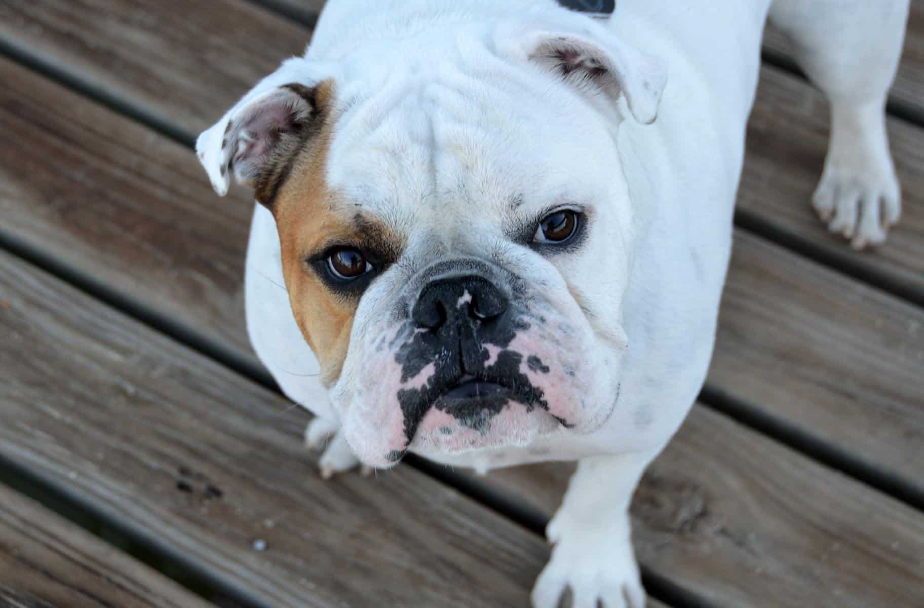 Mini English Bulldog outside on patio deck