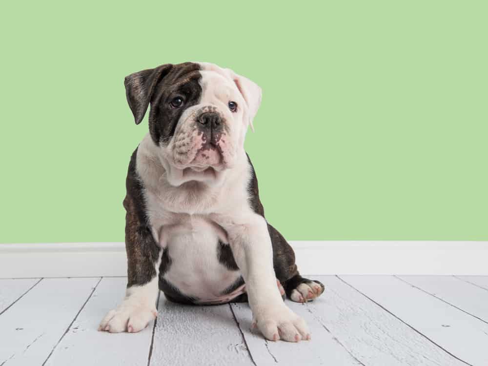 The Miniature English Bulldog Here s Everything You Want To Know Homeowner