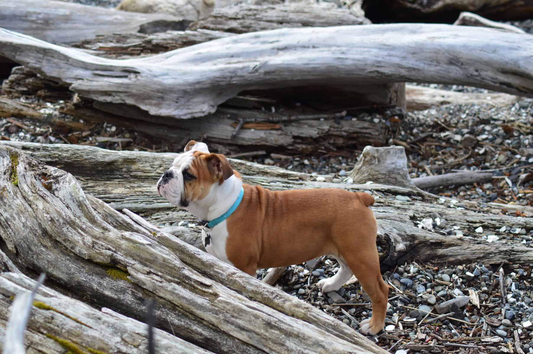 Mini English Bulldog playing outside next to some wood