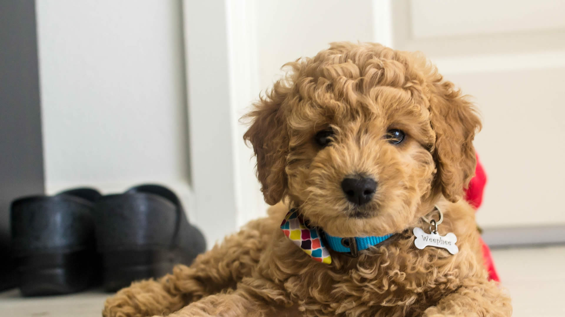 Mini Golden doodle