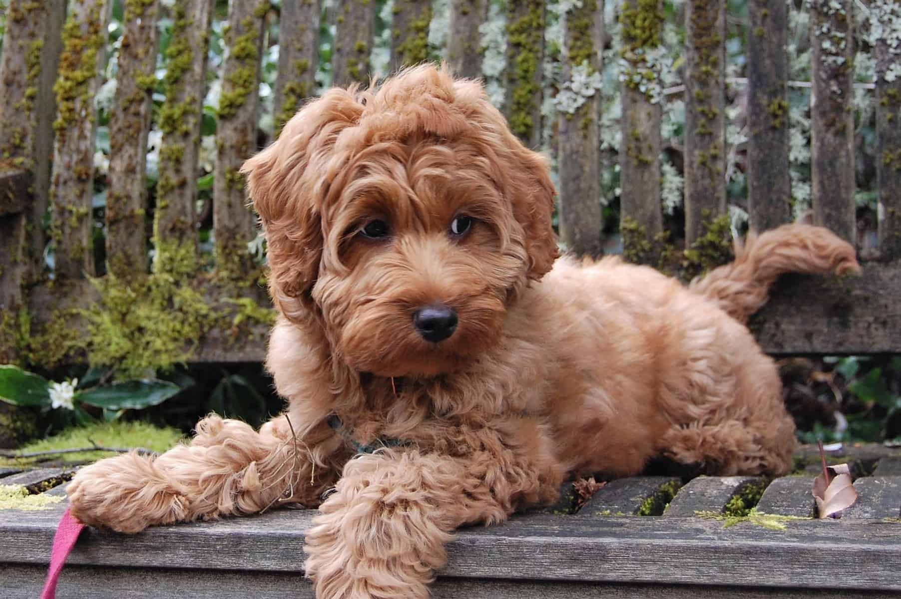 Mini Labradoodle laying on a bench