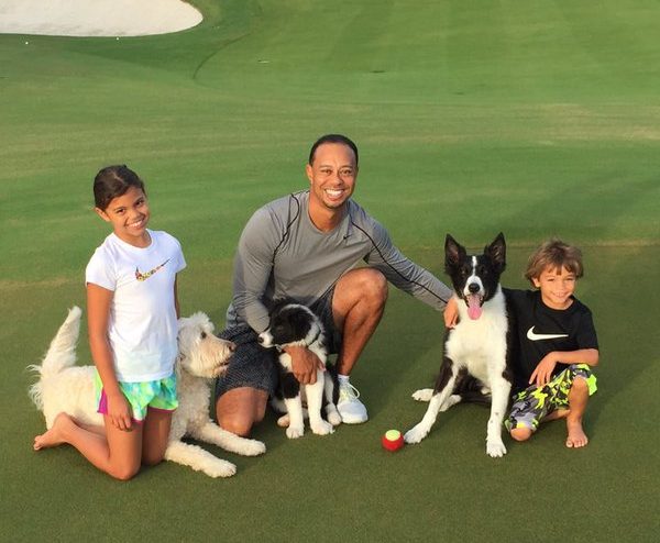 Tiger Wood's Mini Labradoodle