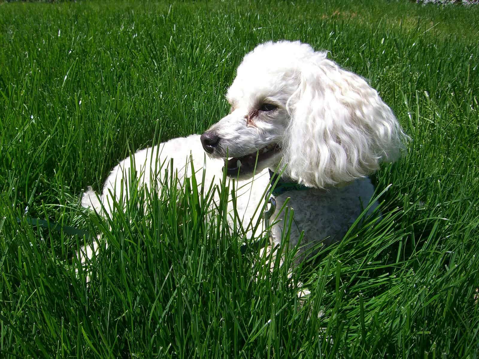 Mini Poodle lying in the grass on a sunny day