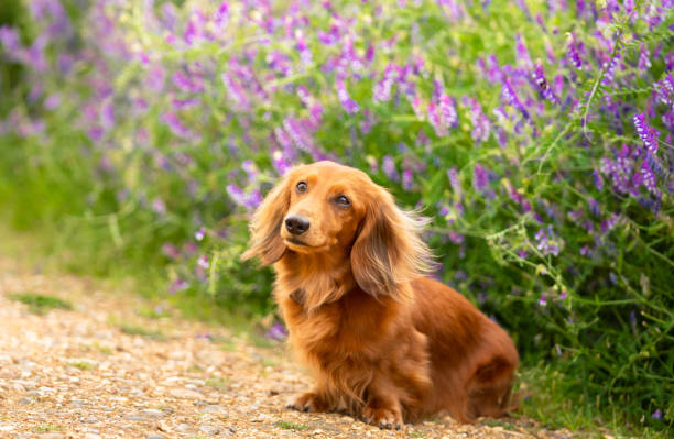 Miniature Long Haired Dachshund