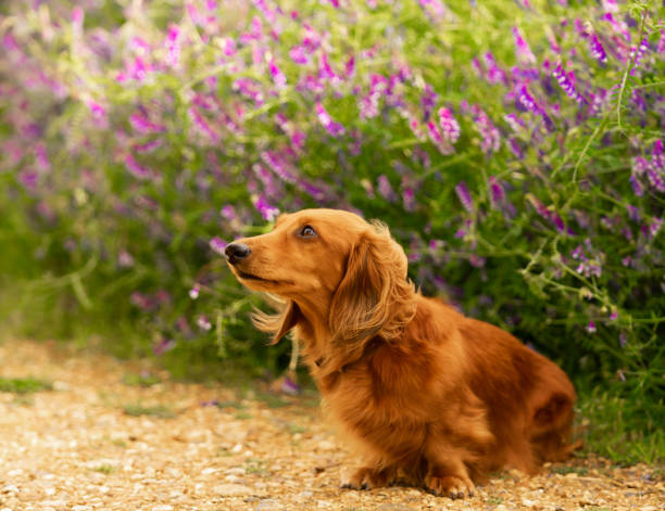 Miniature Long Haired Dachshund