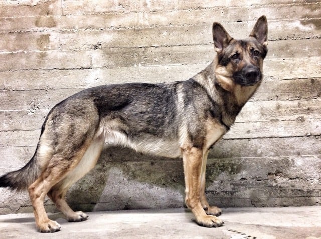 Miniature German Shepherd standing