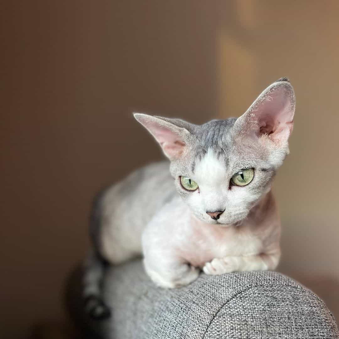 Minskin's cat is lying on the armchair