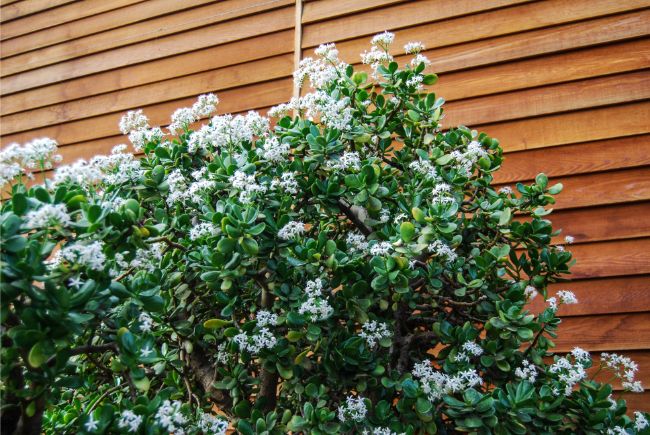 Beautiful jade plant blooming outdoors