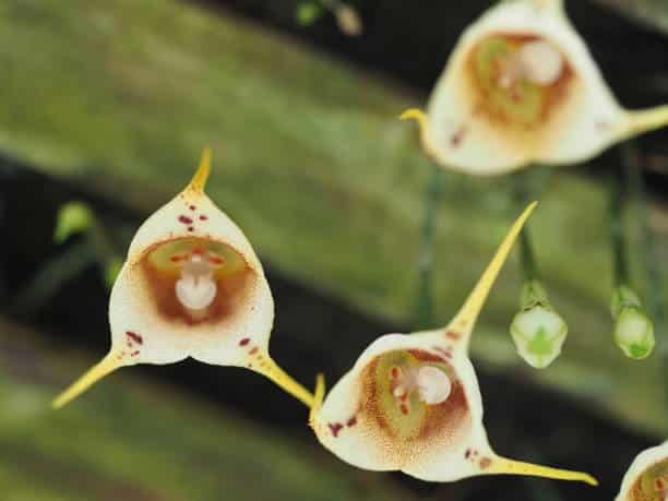 Monkey Face Orchid