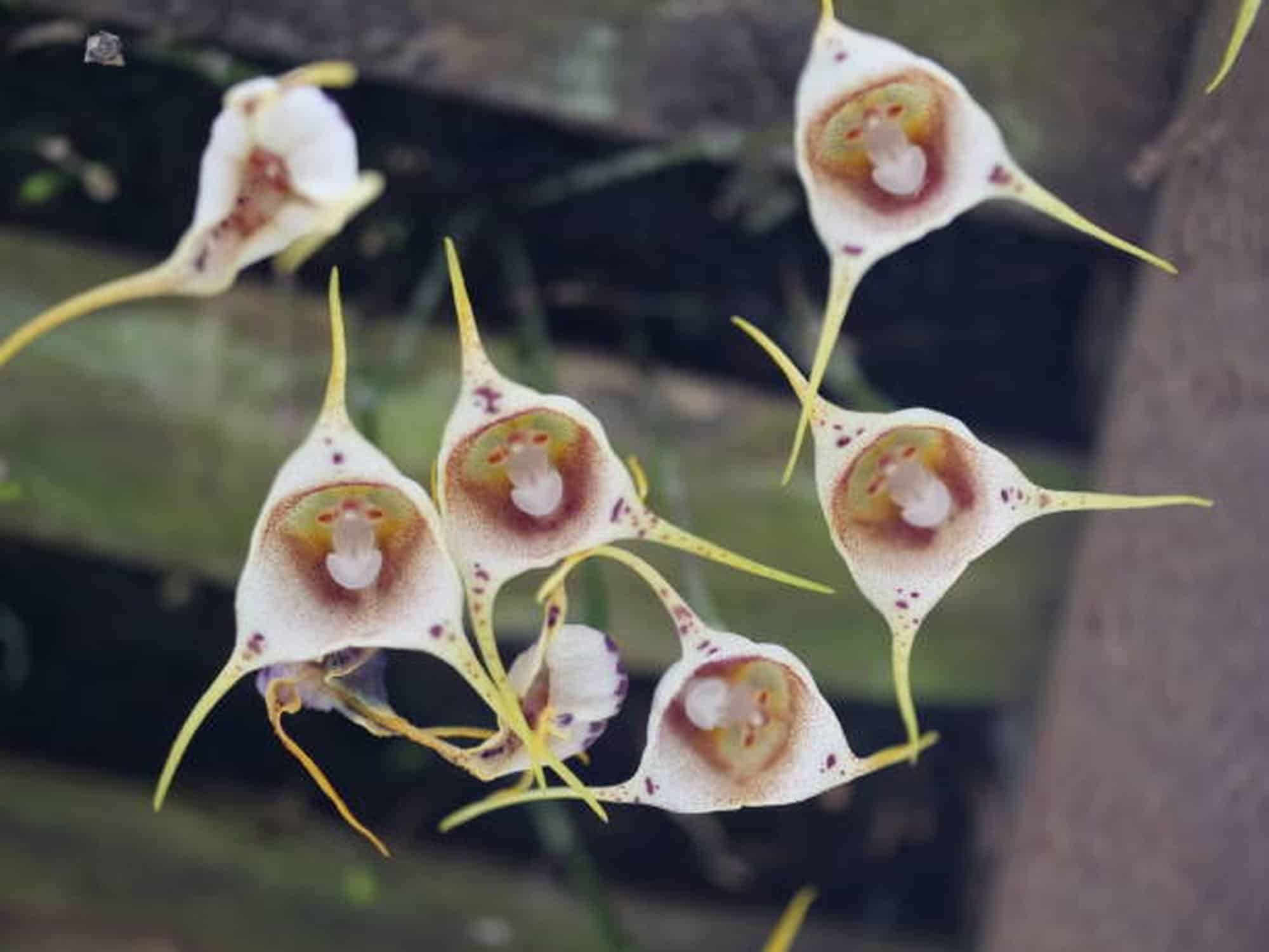 Monkey Face Orchid