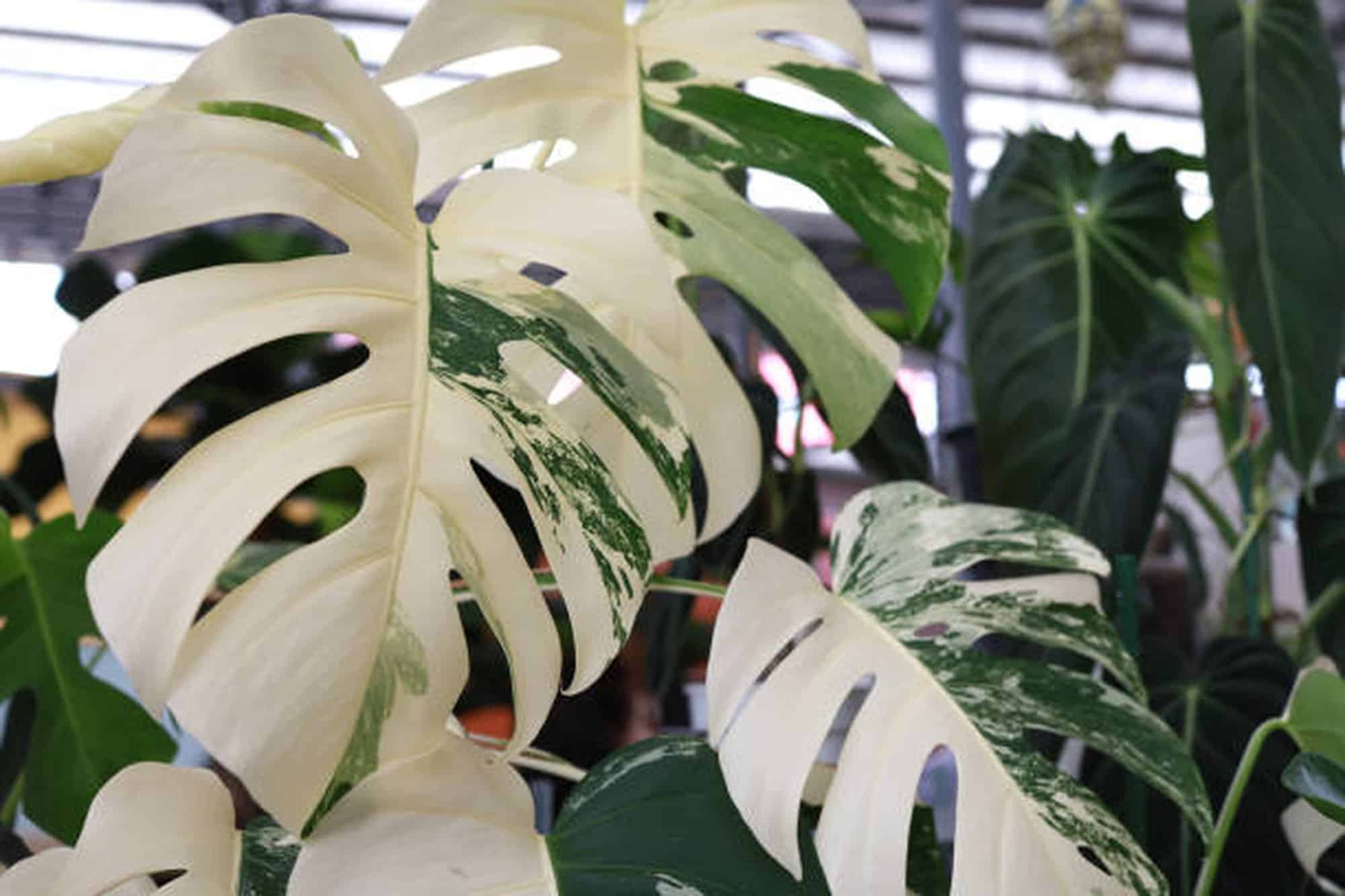 Monstera Albo