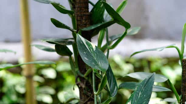 Monstera Standleyana