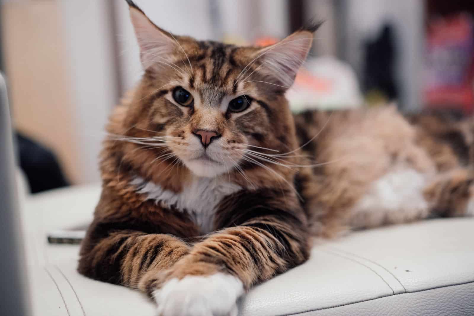 Moon Maine is lying on the couch and looking at the camera