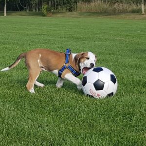 Mountain-Cur-Puppy