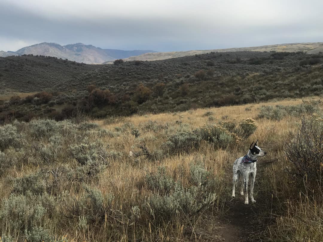 A Squirrel dog on the hunt