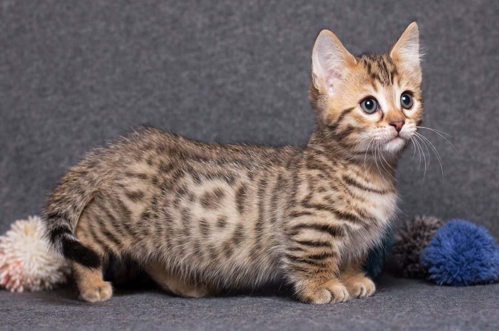 Munchkin Bengal cat