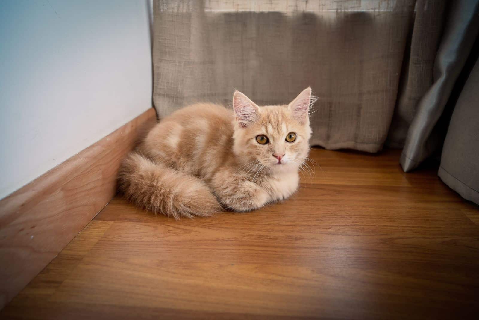 Munchkin cat