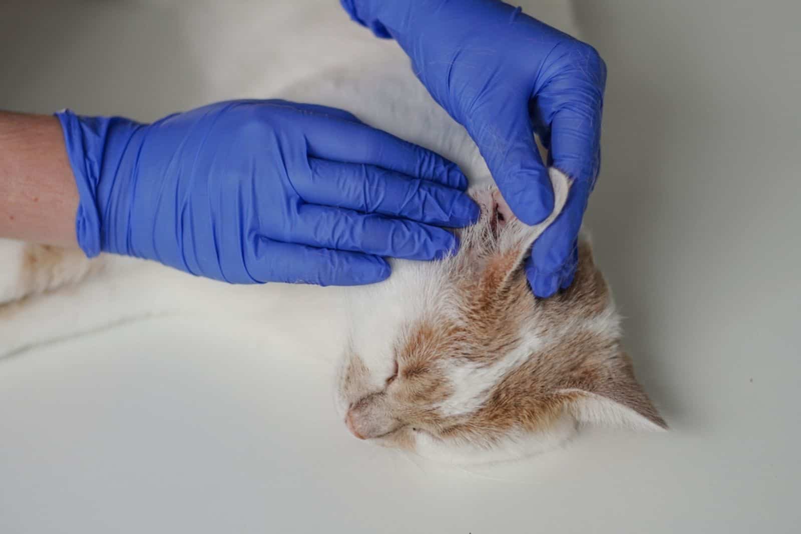 the vet examines the cat's ear