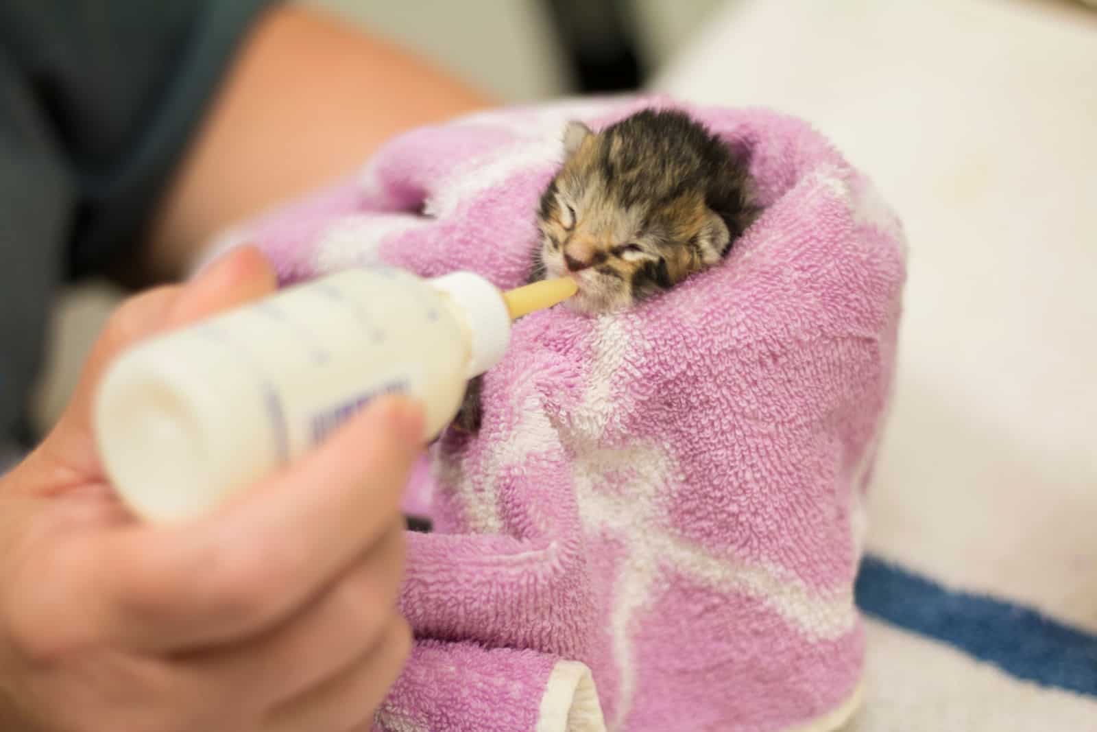 Newborn Brown Tabby Kitten Wrapped in Pink Towel Being Bottle Fed Milk