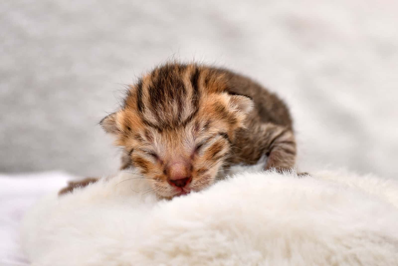 Newborn tabby kitten sleeping in a plain white background.