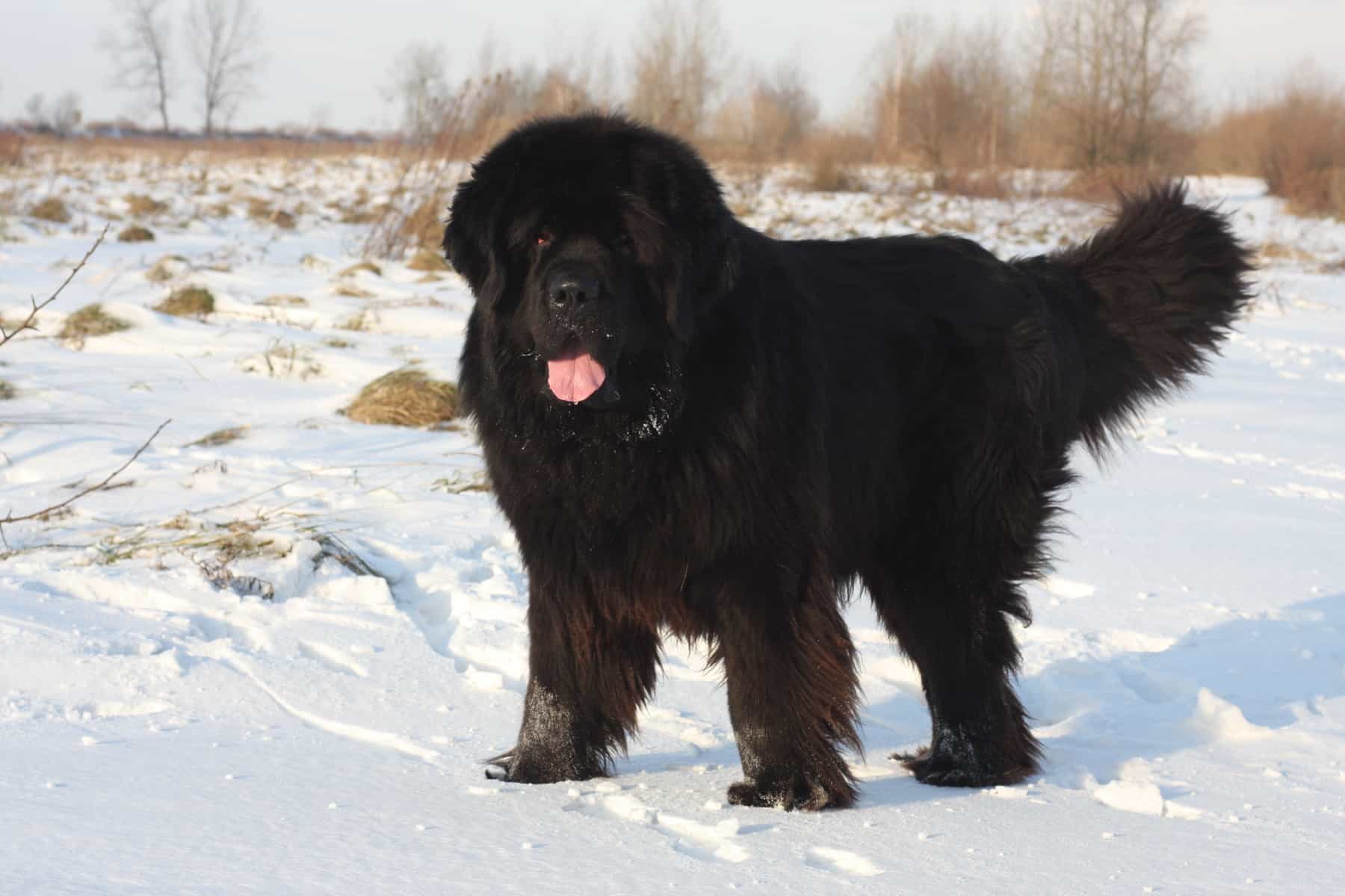 Newfie standing in the snow with its tongue out