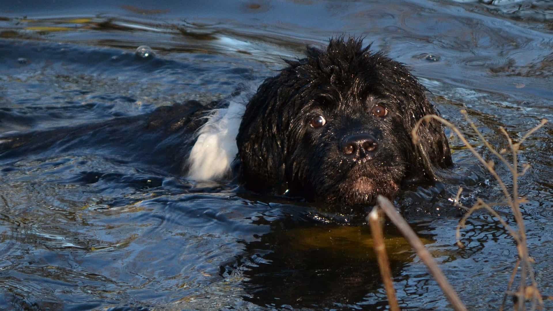 Young Newf swimming