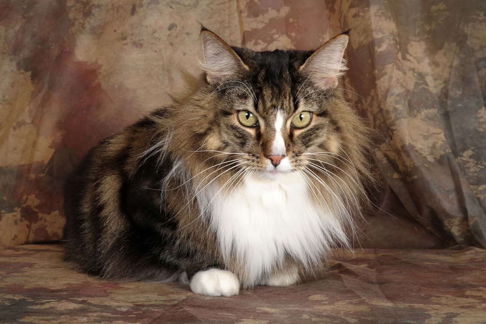 Norwegian Forest Cat is sitting and looking at the camera