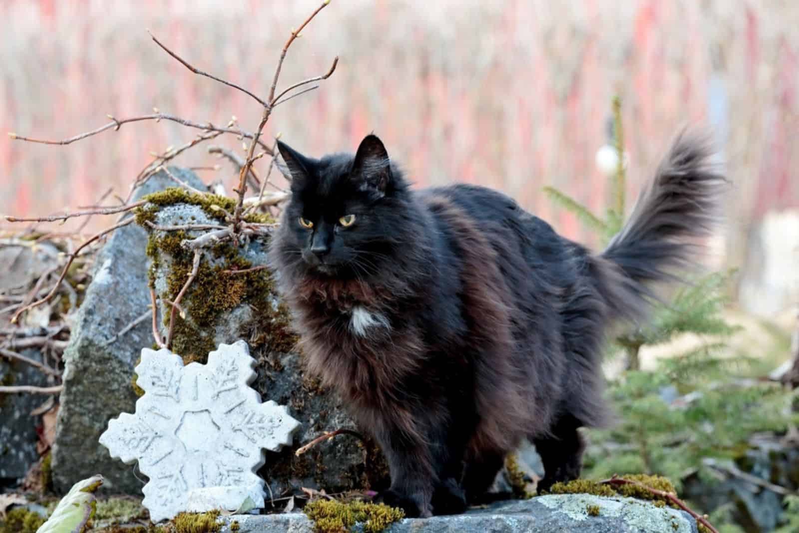 Norwegian Forest Cat standing on a rock