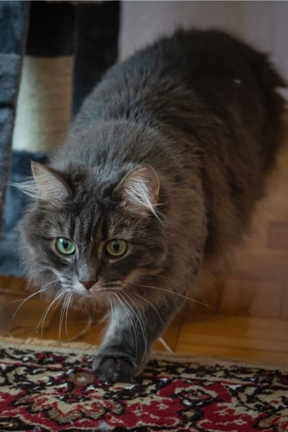 Norwegian Forest Cat walks around the house