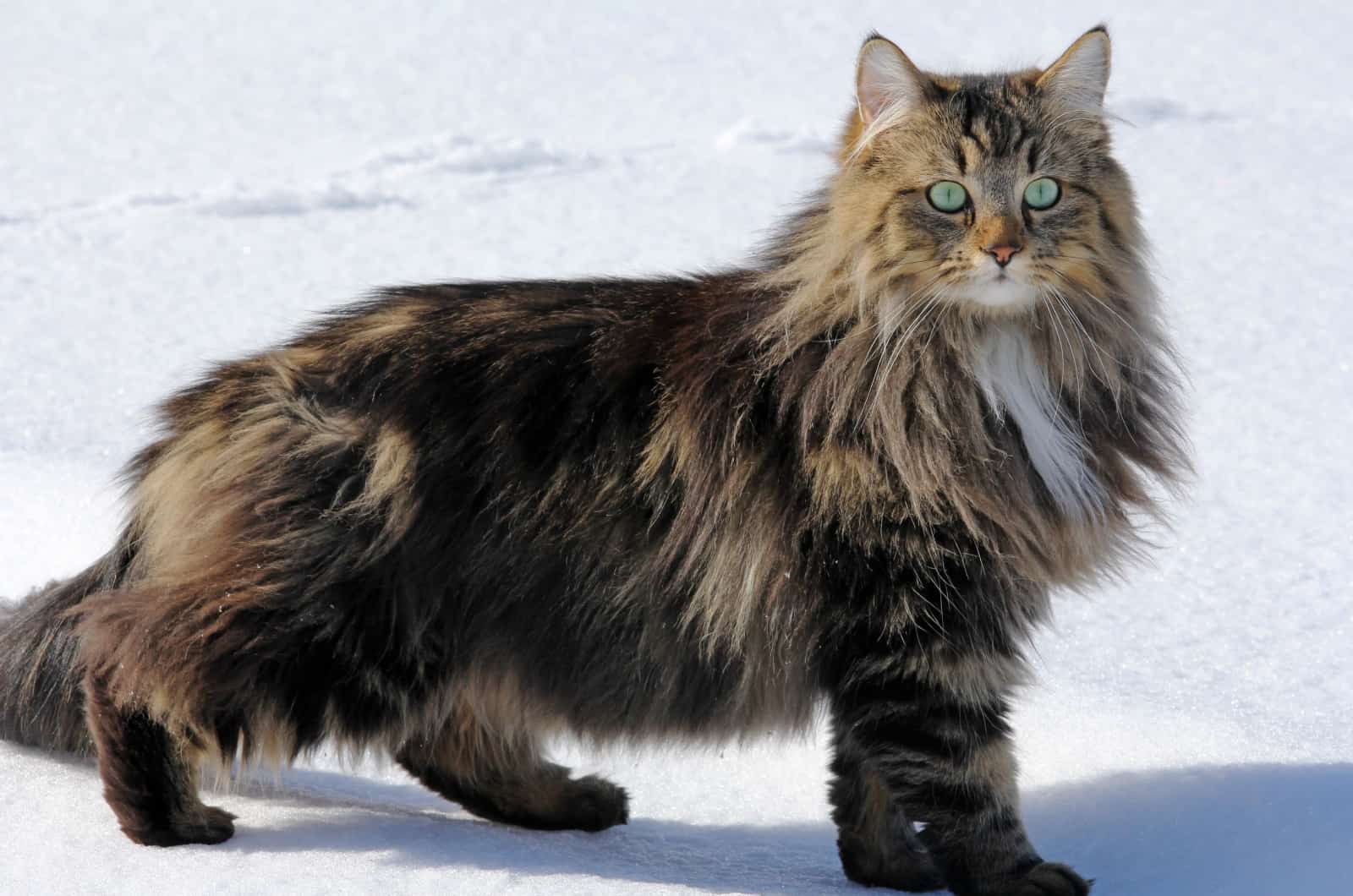 Norwegian forest cat on snow