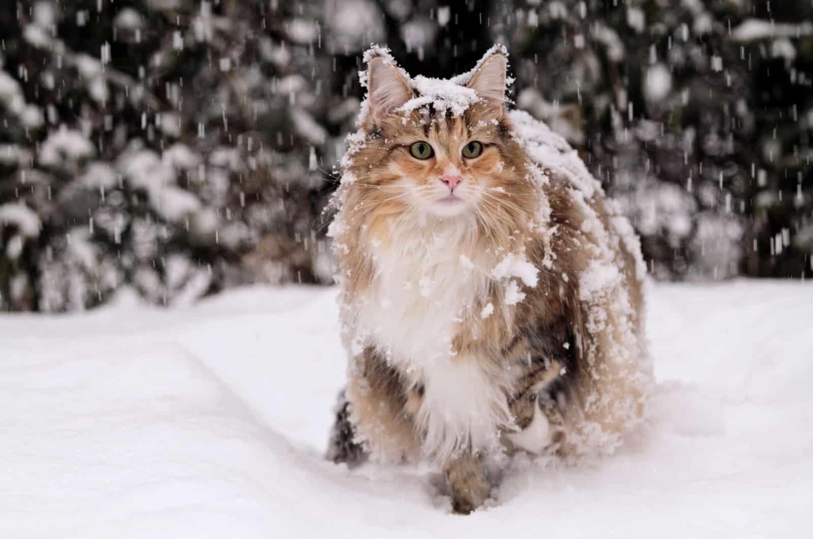 Norwegian forest cat